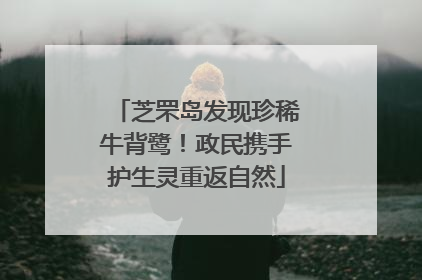 芝罘岛发现珍稀牛背鹭！政民携手护生灵重返自然